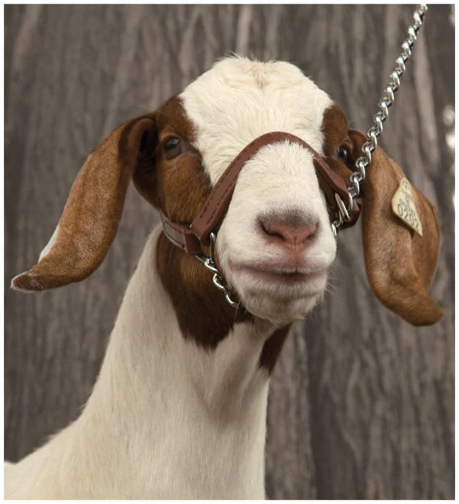 Brahma Webb Show Goat Halter - Image 1