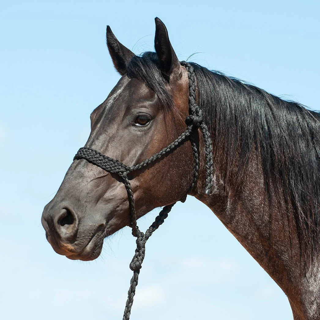 Braided Mule Tape Halter with 9' Lead - Image 2