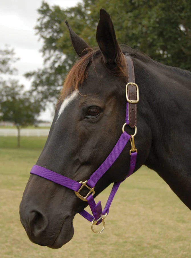 Perri's Breakaway Adjustable Nylon Horse Halter - Image 1