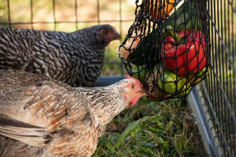Busy Bag Chicken Feeder for Chickens - Image 2
