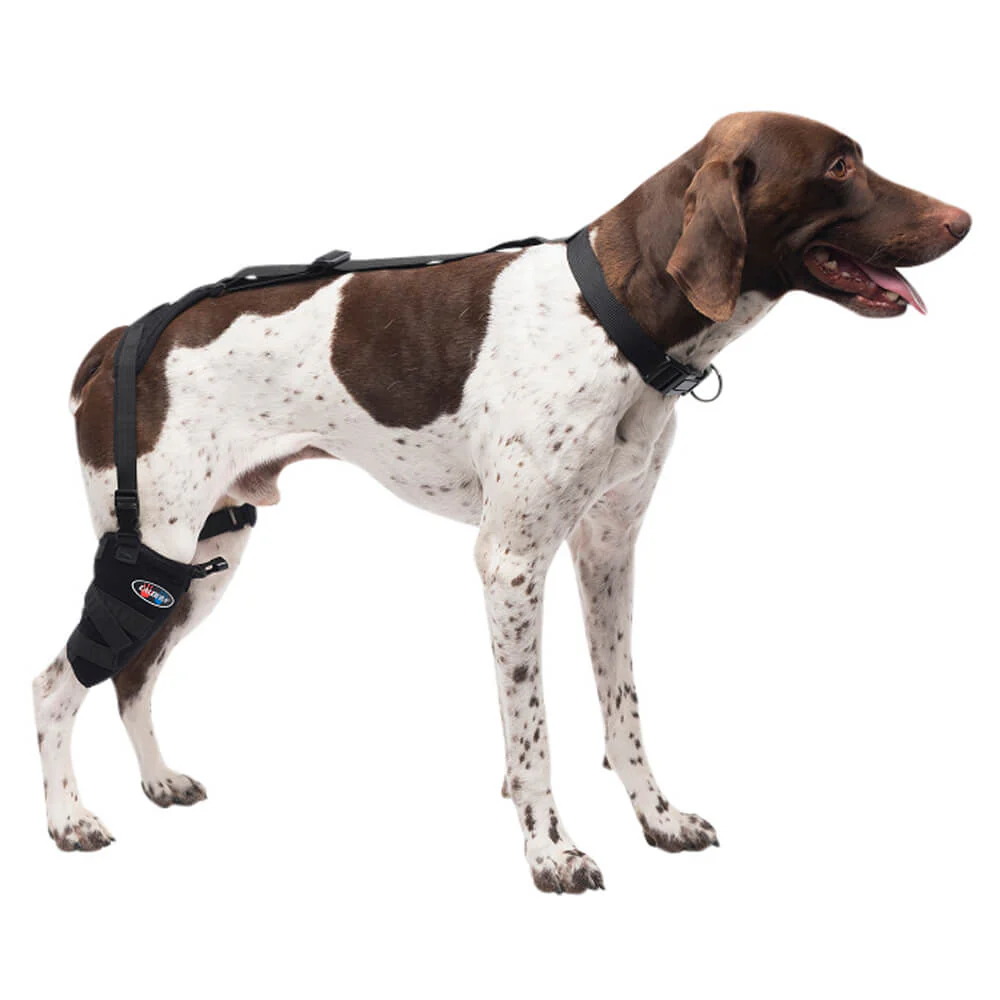 Caldera Pet Therapy Short Stifle Wrap with Therapy Gel, Medium - Image 1