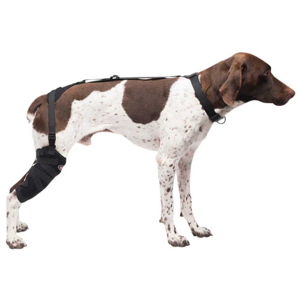 Caldera Pet Therapy Tall Stifle Wrap with Therapy Gel - Image 1