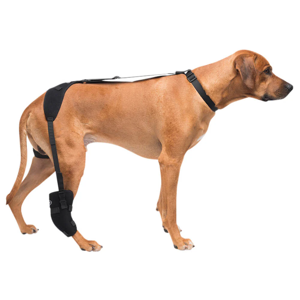 Caldera Pet Therapy Tarsal Wrap with Therapy Gel - Image 1