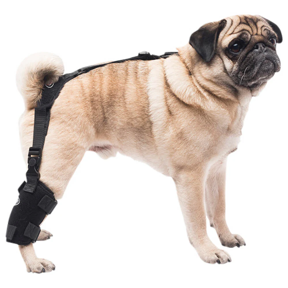 Caldera Pet Universal Therapy Tarsal/Stifle Wrap with Therapy Gel, Small - Image 1