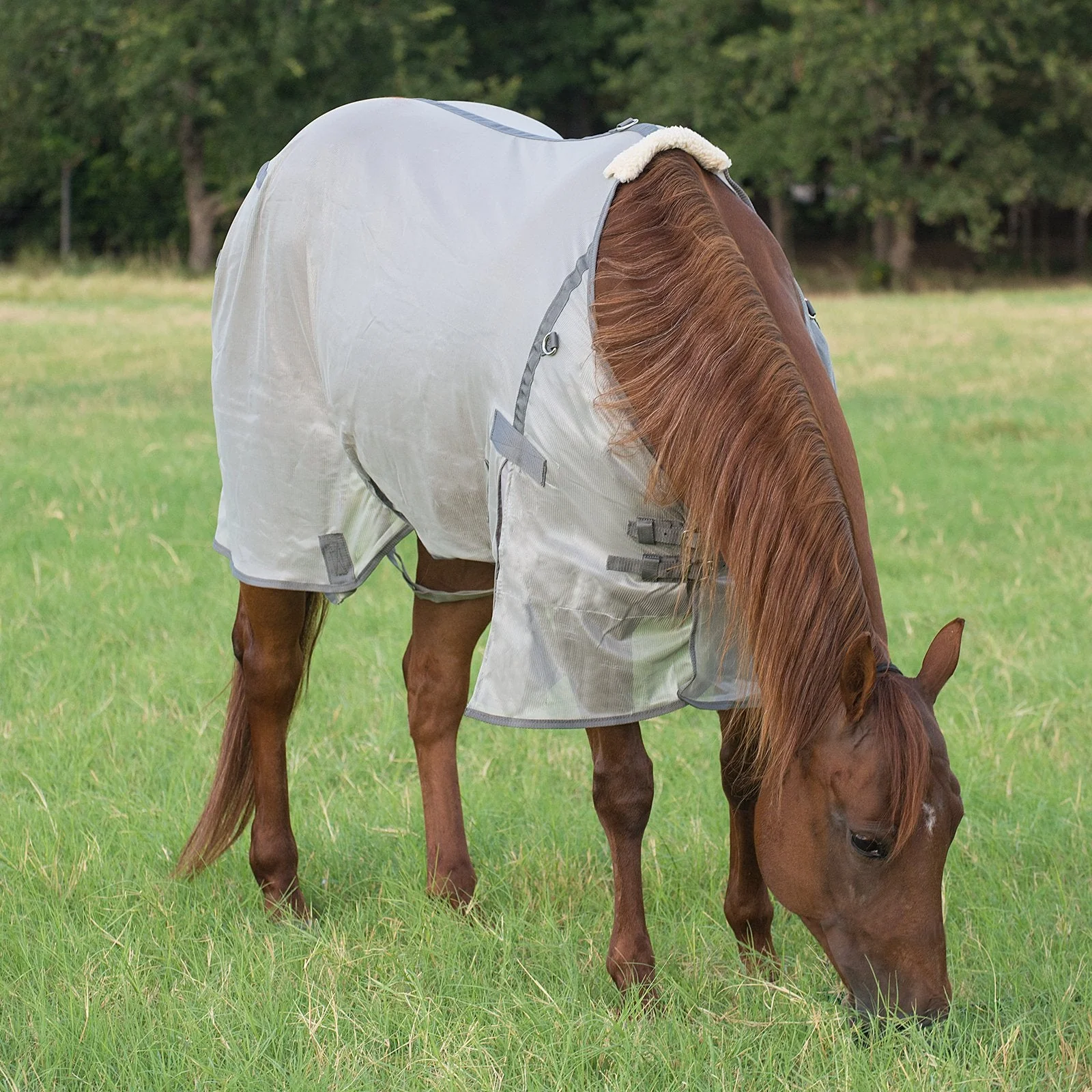 Cashel Economy Standard Neck Fly Sheet for Horses - Lightweight, UV & Insect Protection - Image 3