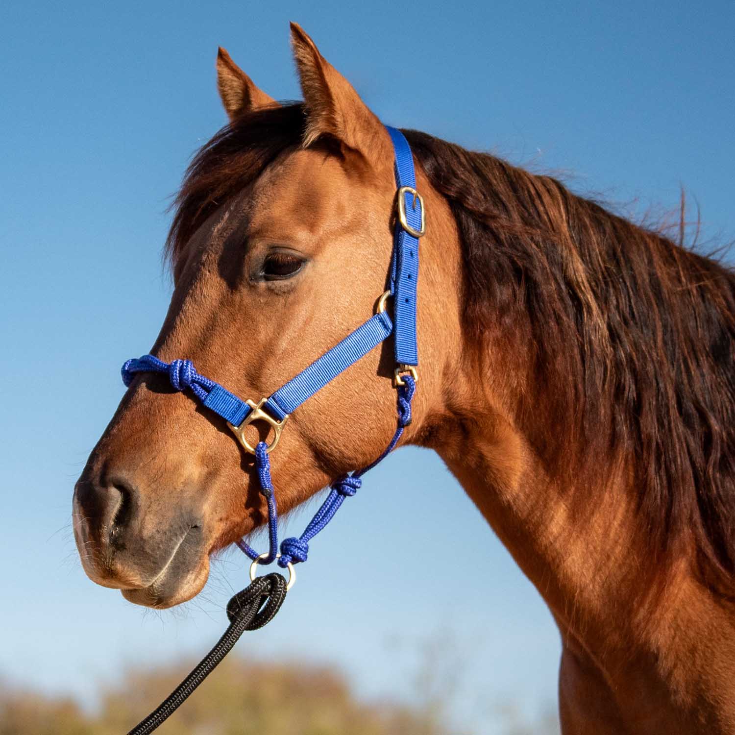 Cashel Nylon and Rope Halter - Image 2