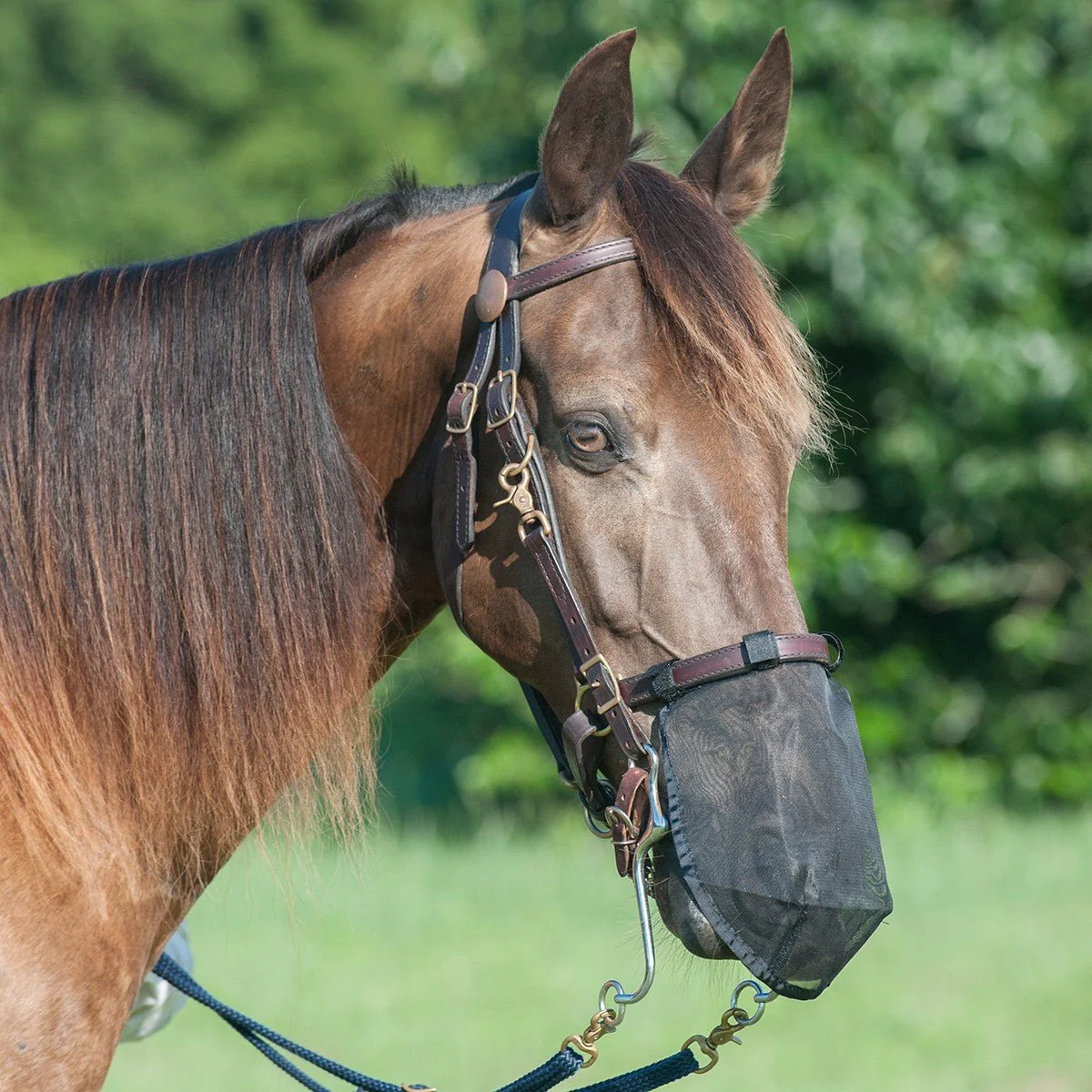 Cashel Quiet Ride Nose Net, Fly Dust & Insect Protection - Image 1