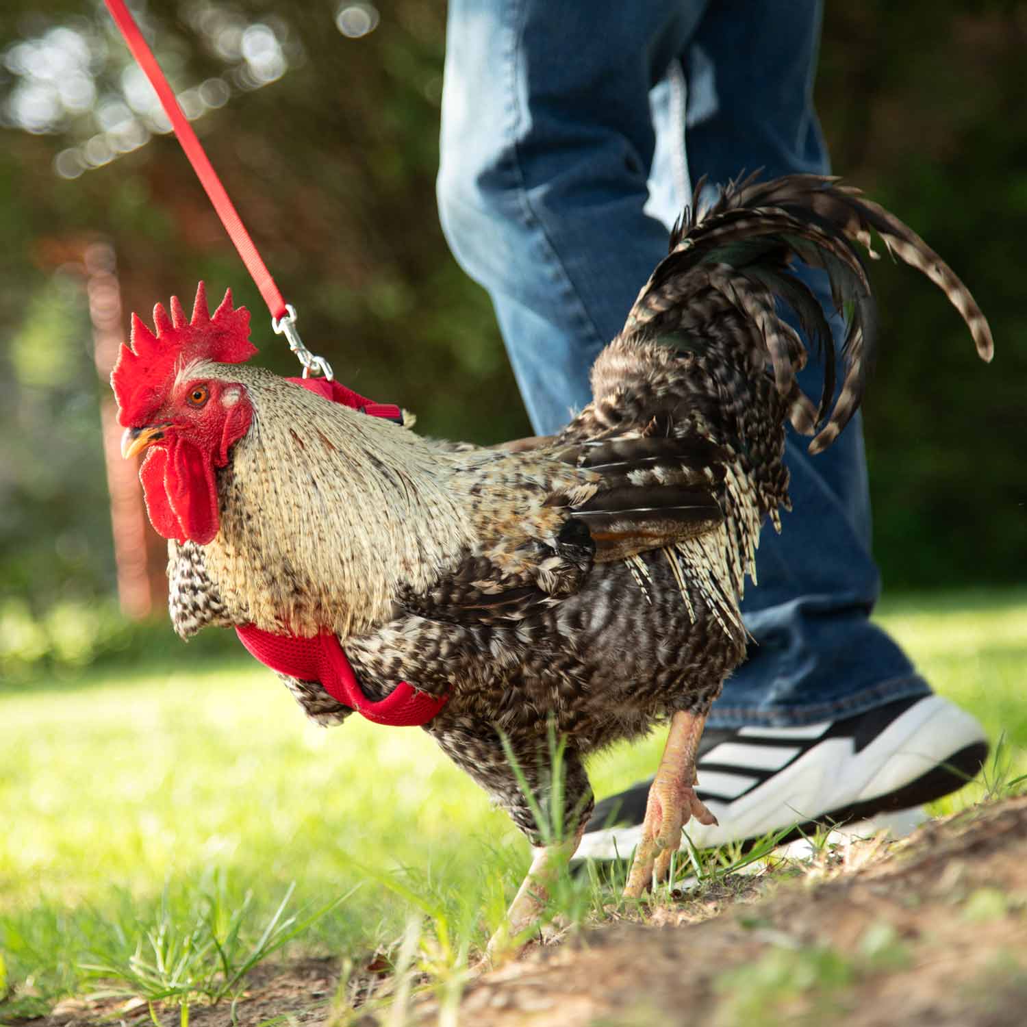 Chicken Harness - Image 3
