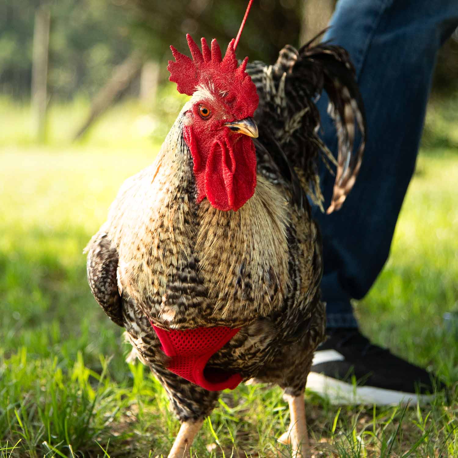 Chicken Harness - Image 2