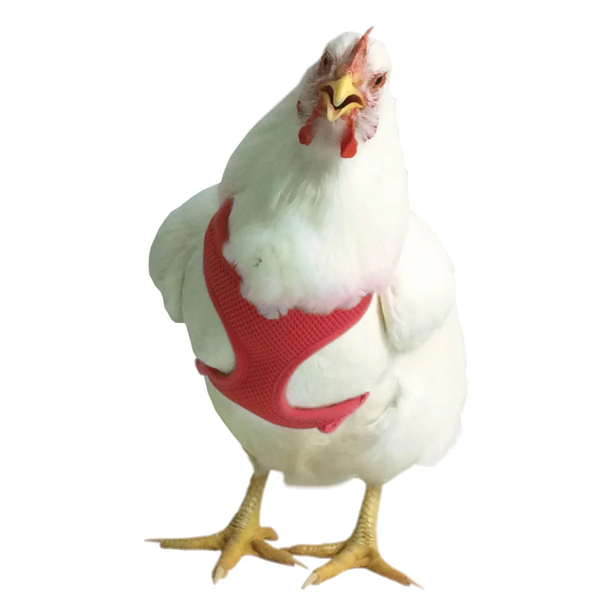 Chicken Harness - Image 1