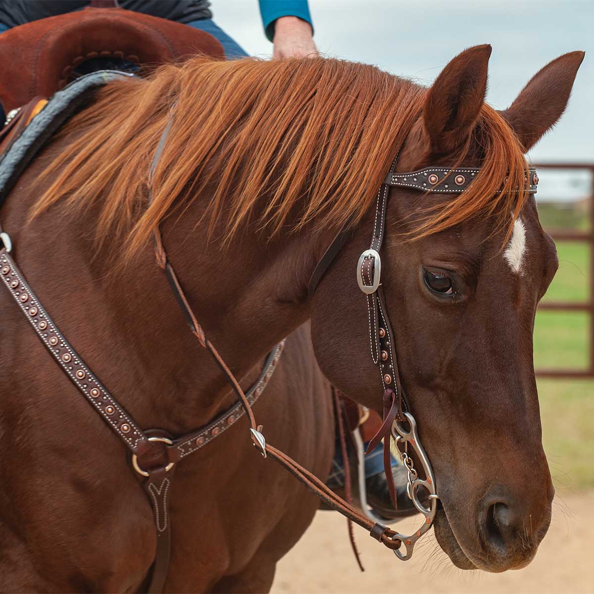 Classic Equine Copper Dot Breast Collar - Image 3