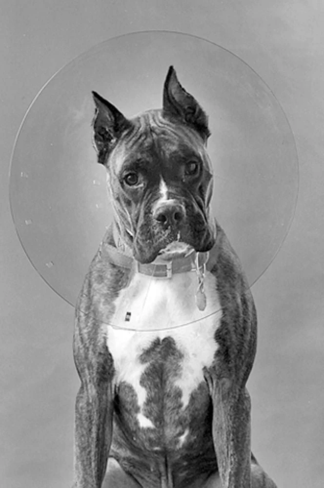 ClearCollar Elizabethan Restraint Collar, Size 18 - Image 1