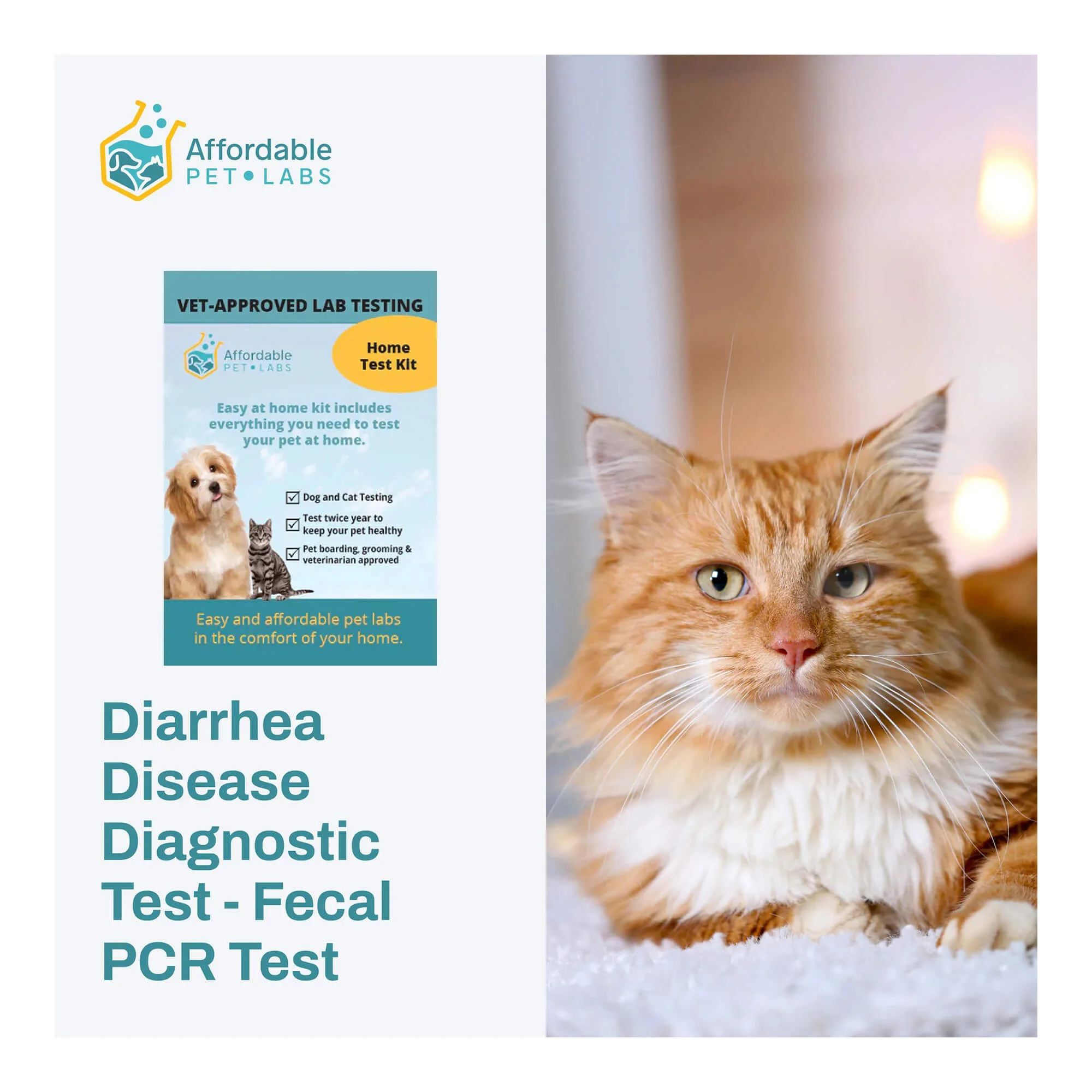 Diarrhea Disease Diagnostic Test - Fecal PCR Test For Cats, Easy Home Kit - Image 1