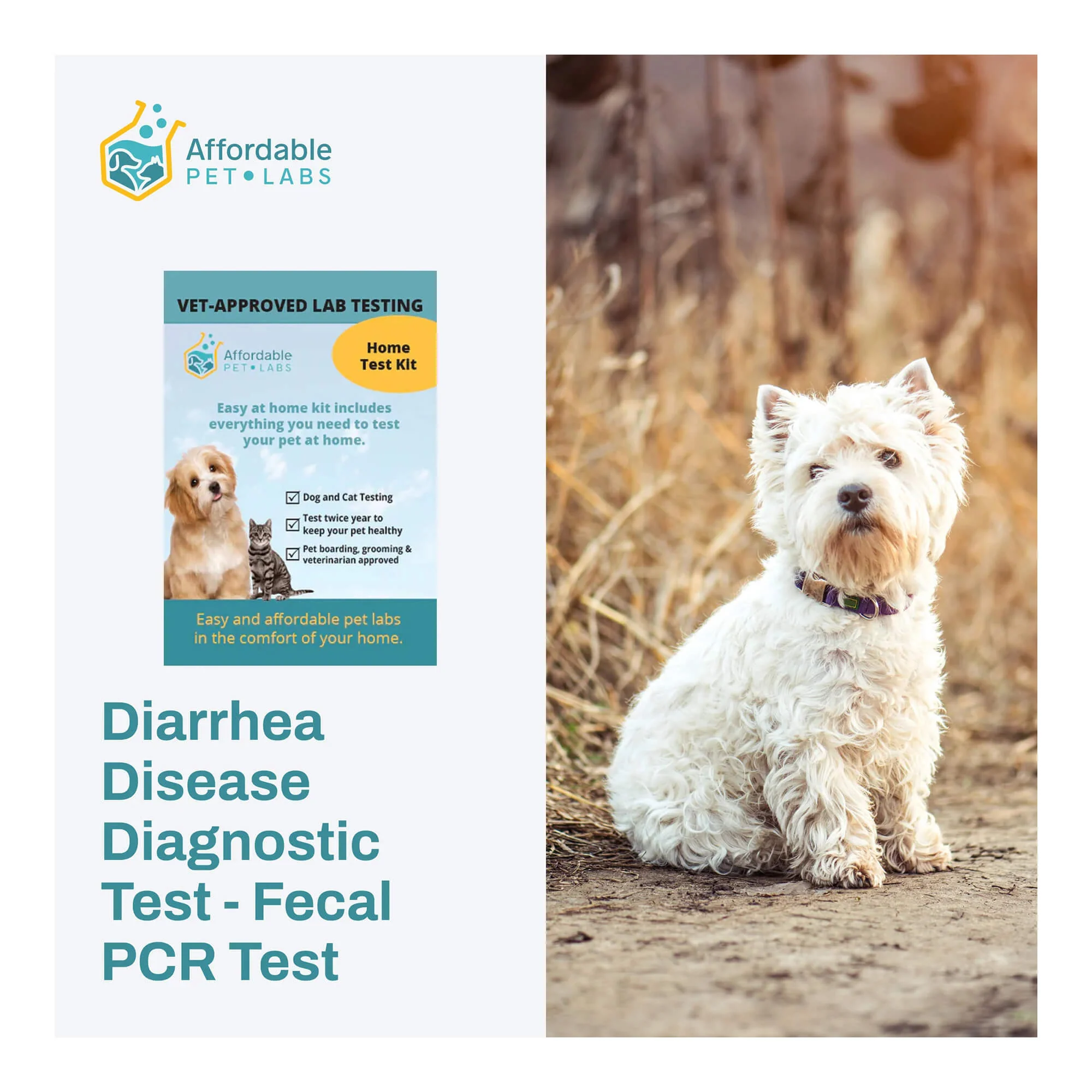Diarrhea Disease Diagnostic Test - Fecal PCR Test For Dogs, Easy Home Kit - Image 1