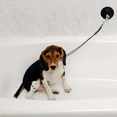Dog Stay 'n Wash Grooming Noose - Image 1