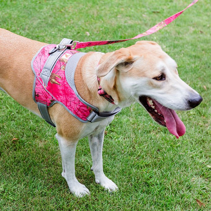 Doggy Tales Patented Realtree Hart Harness, Paradise Pink - Image 3