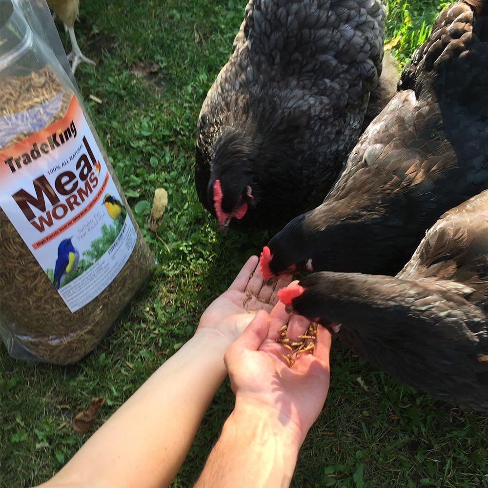 Dried Mealworms for Wild Birds, Chickens, Fish, & Reptiles - Image 3