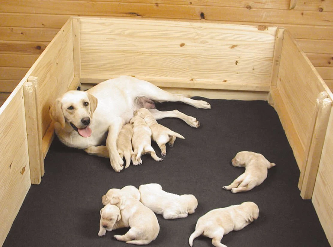 Drymate MAX Whelping Box Liner - Image 1
