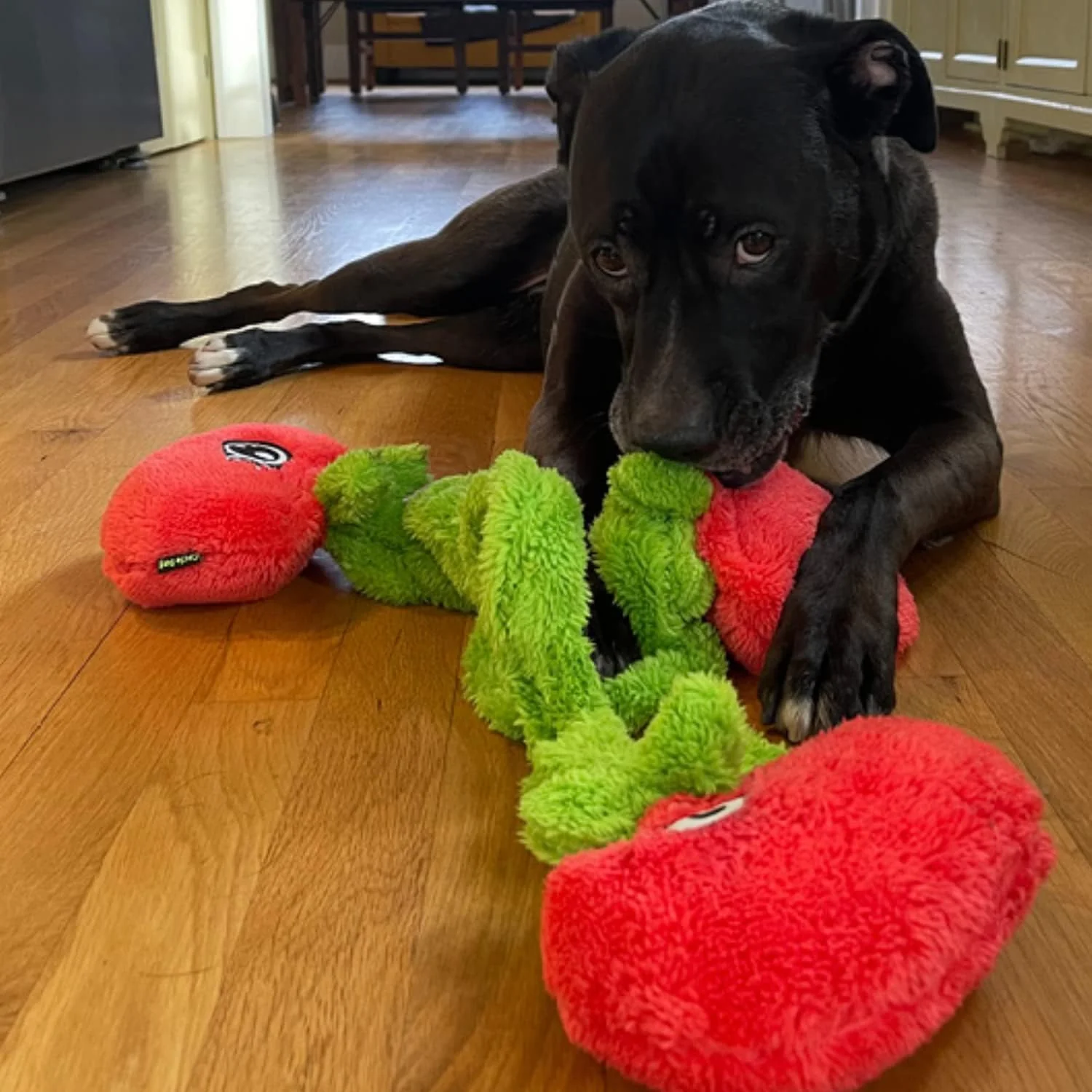Duraplush Springy Tomatoes Vine Dog Toy, Medium - Image 2