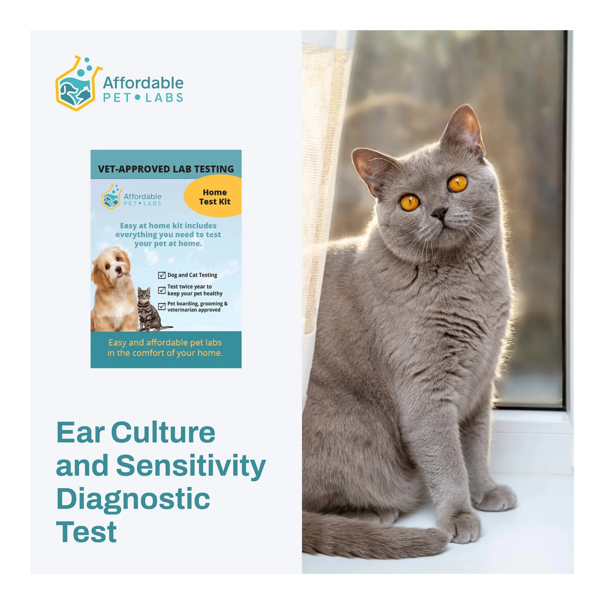 Ear Culture and Sensitivity Diagnostic Test For Cats, Easy Home Kit - Image 1