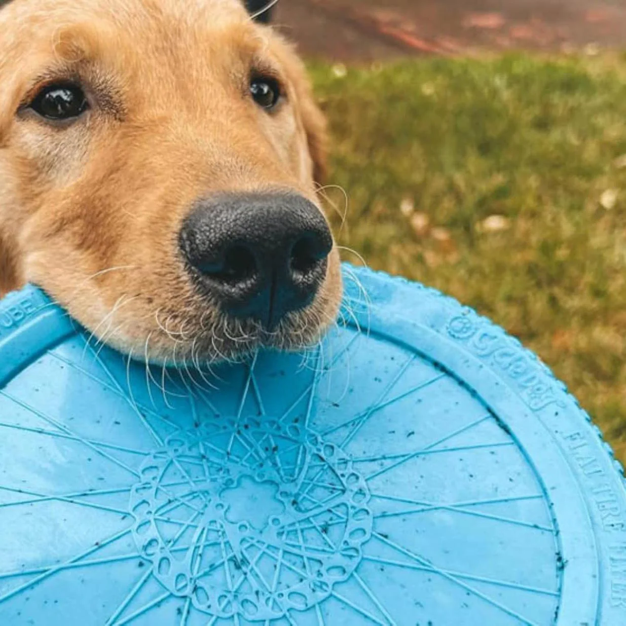Ecolast Flat Tire Rubber Flyer Dog Toy - Image 2