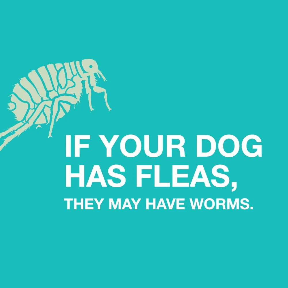Elanco Tapeworm Dewormer for Dogs - Image 3