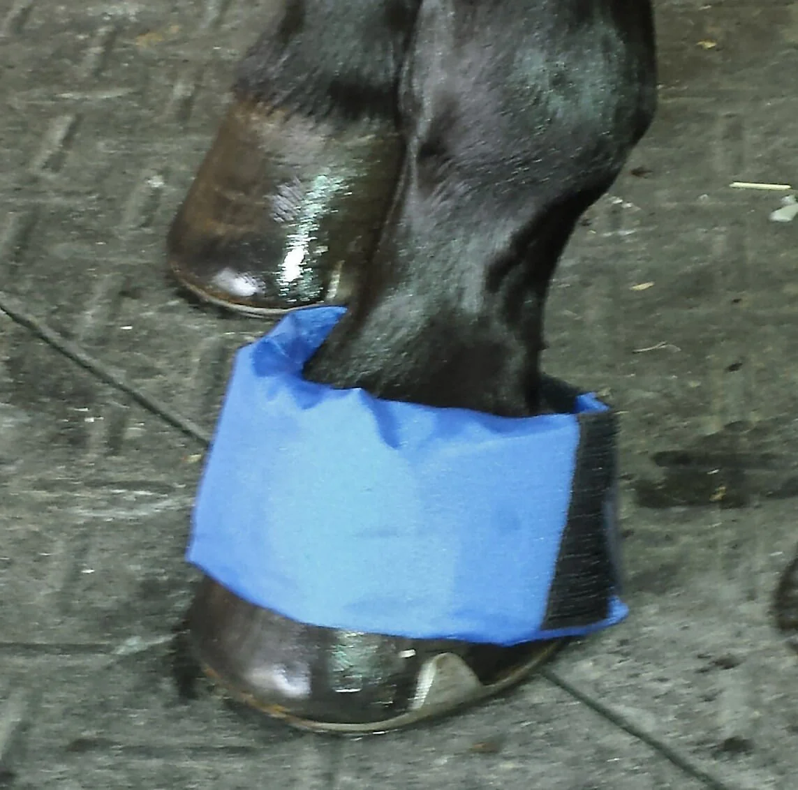 EZ Ice Hoof/Founder Ice Therapy Pack for Horses - Image 2