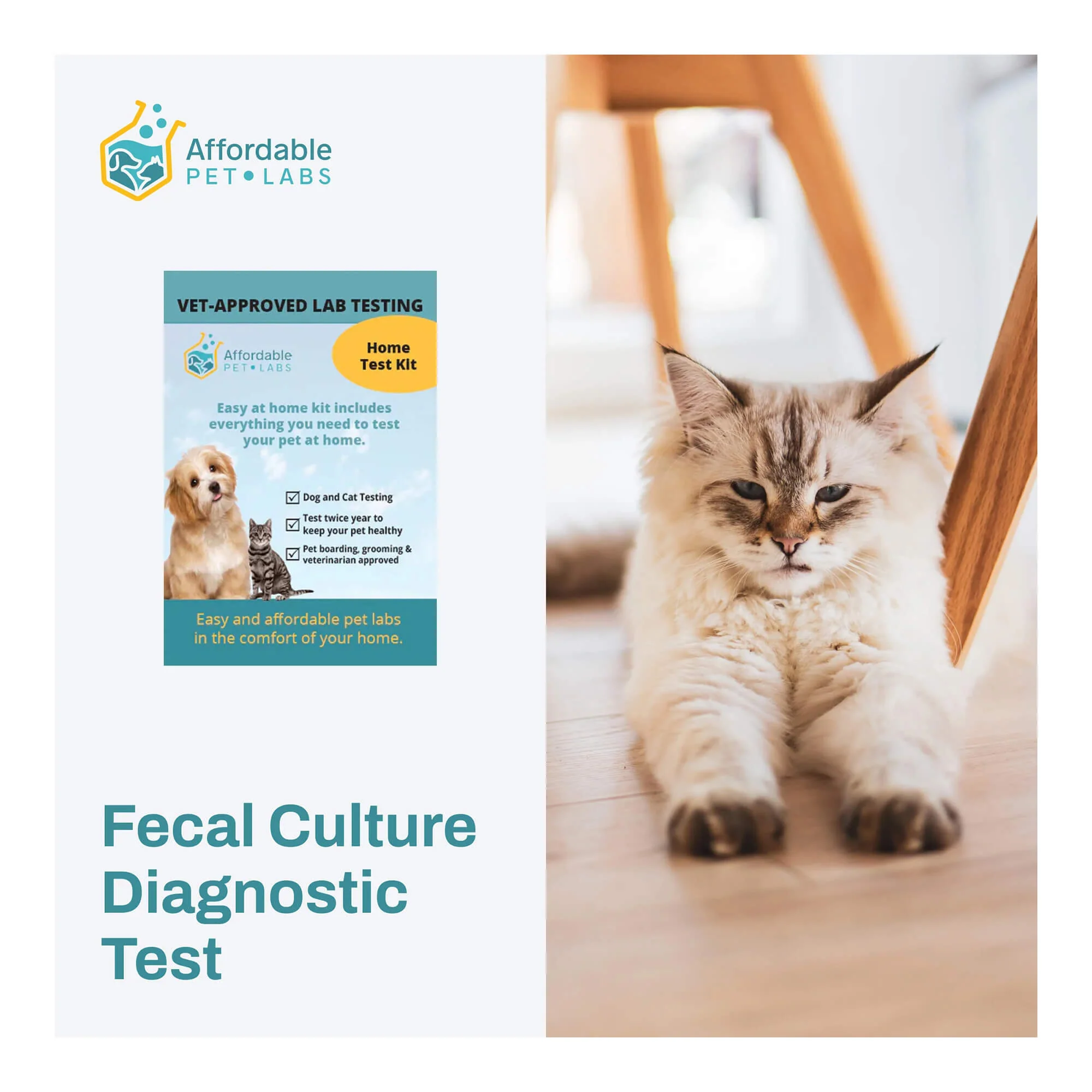Fecal Culture Diagnostic Test For Cats, Easy Home Kit - Image 1