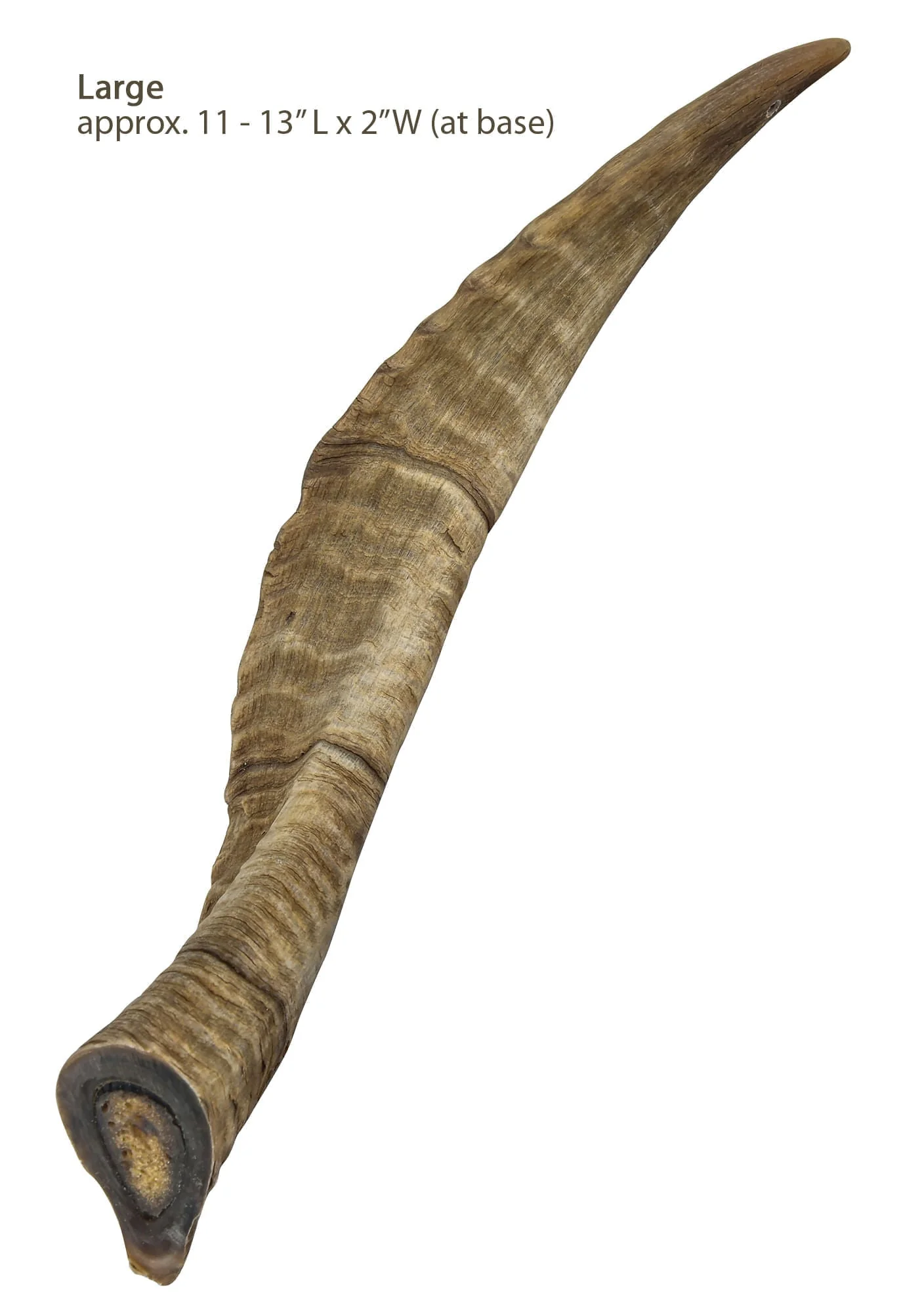 Gobi Goat Horn Natural Dog Chew - Image 3