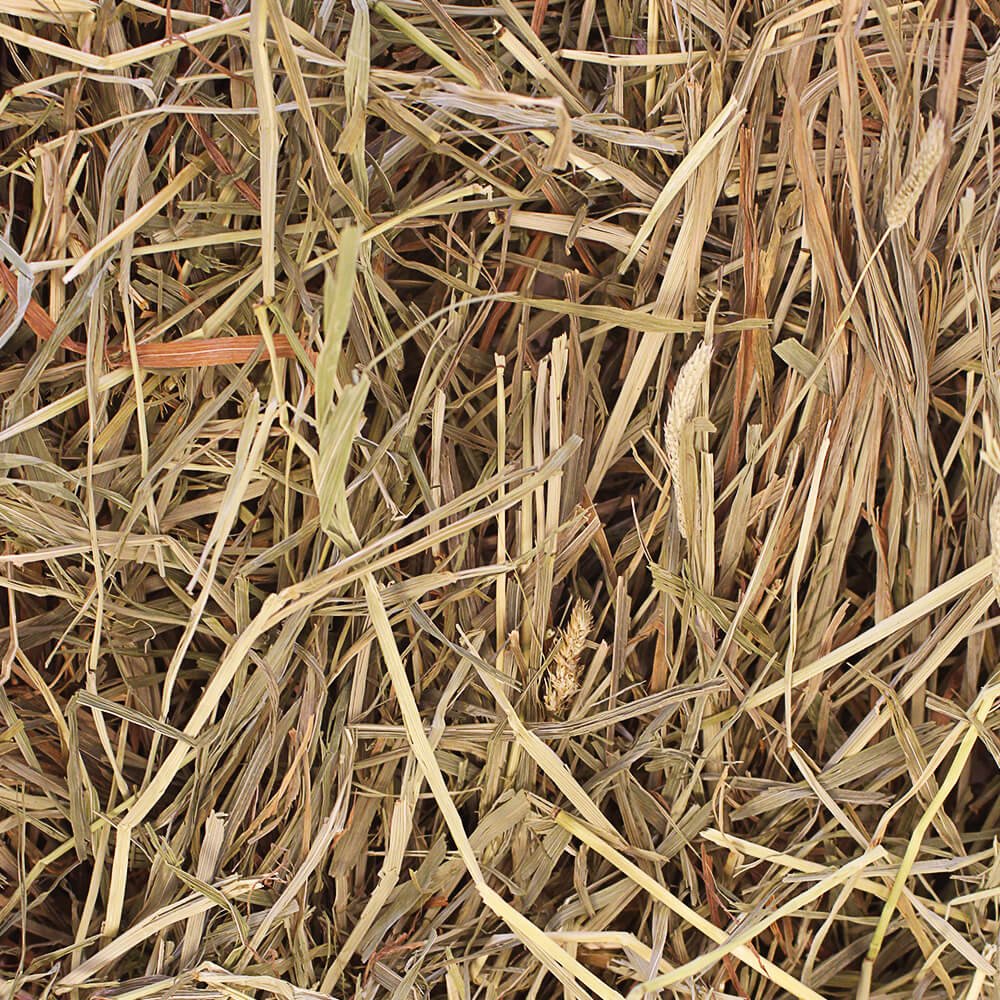 Grandpa’s Best Timothy Hay Loose or Bale – Premium High Fiber Small Pet Hay - Image 3