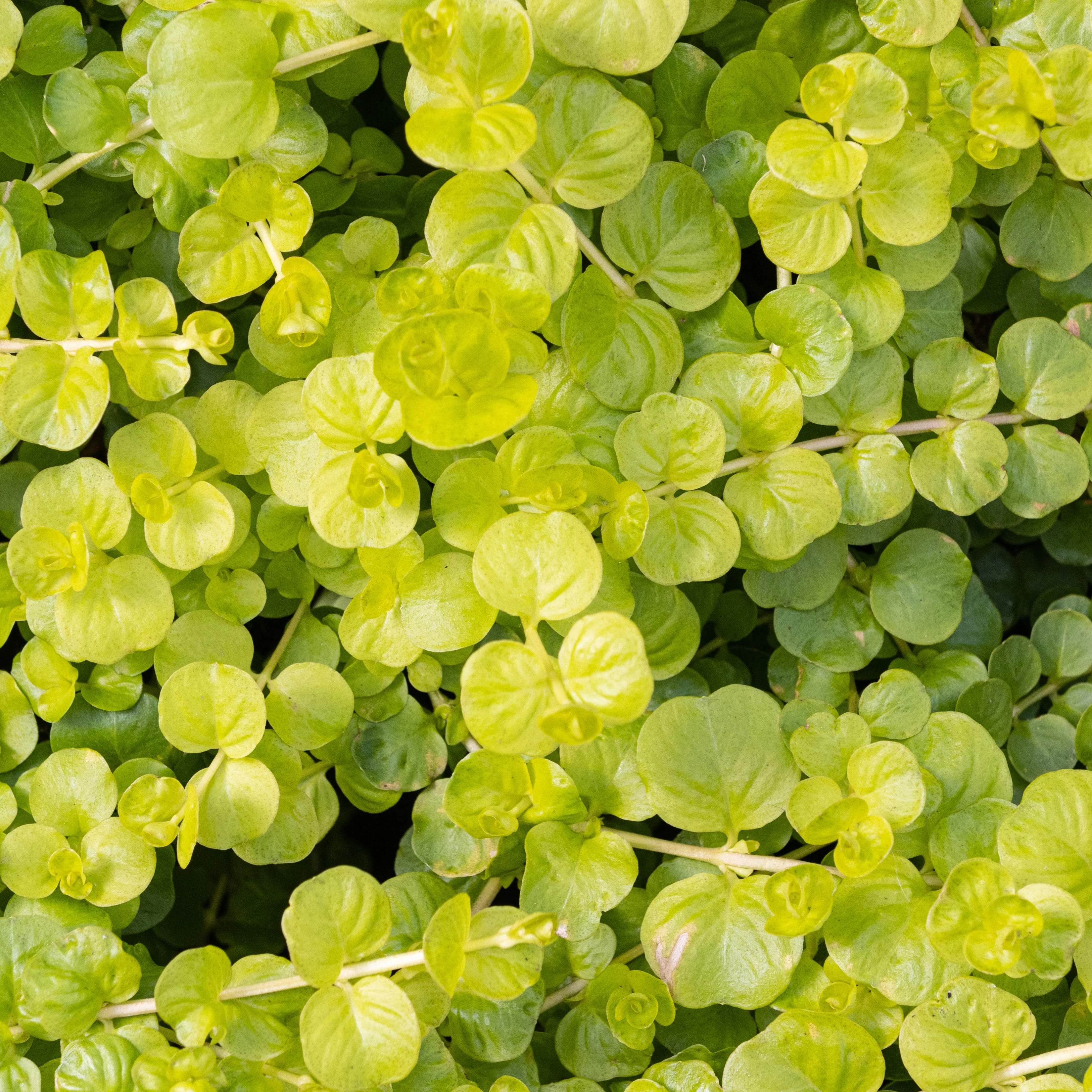 Moneywort Creeper Gold - Image 1