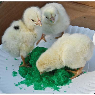 GroGel Plus with DPP Poultry Hatchling Supplement - Image 2