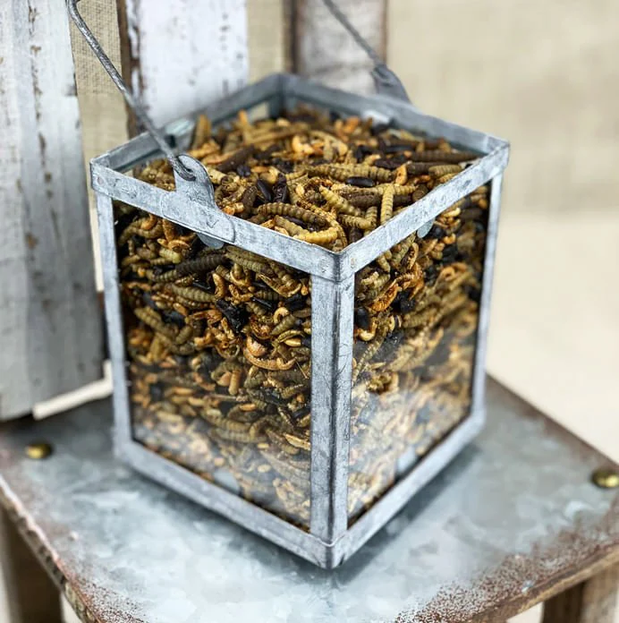 Happy Hen Bug Bonanza, Mealworm & Bug Blend Chicken Treats - Image 2