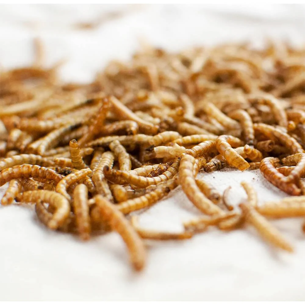 Happy Hen Treats MealWorm Frenzy for Chickens - Image 2