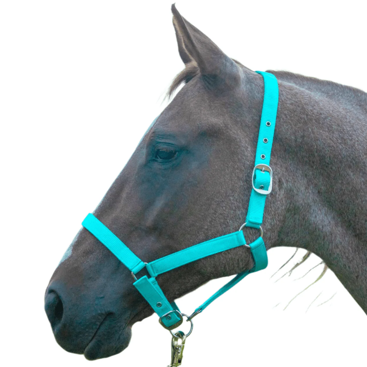 Jeffers Adjustable Nylon Full Size Horse Halter - Image 1