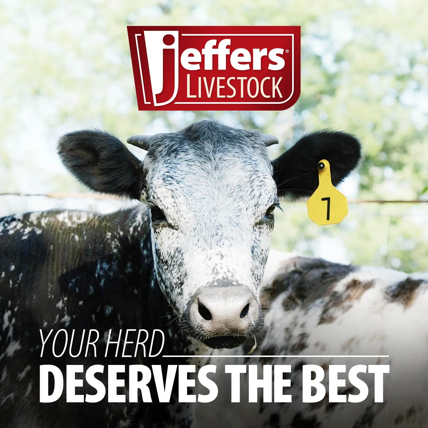 Jeffers Pour-On Applicator for Livestock, 70 mL - Image 3