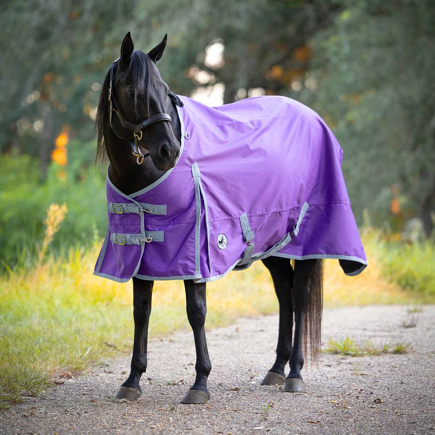 Jeffers Economy 600 Denier Lightweight Standard Neck Horse Turnout Sheet, 0 g Fill - Image 1