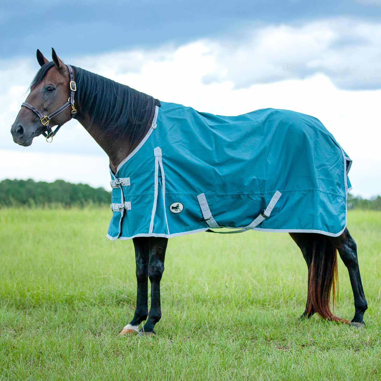 Jeffers Economy 600 Denier Medium Weight Standard Neck Horse Turnout Blanket, 240 Gram - Image 1