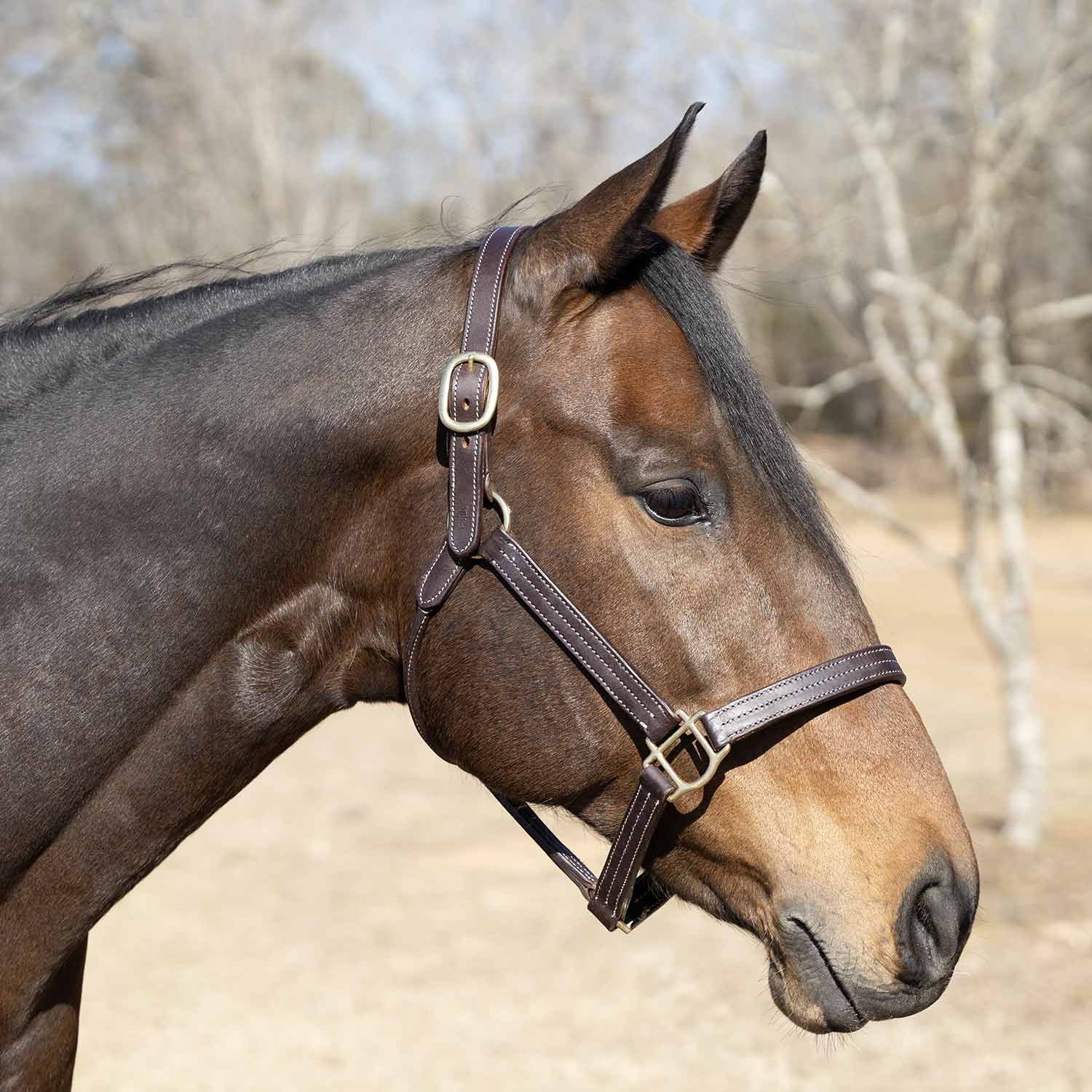 Jeffers Frankfort Triple Stitched Leather Horse Halter with Throat Snap, Adjustable, Breakaway-Ready, Premium Pre-Oiled Leather - Image 2