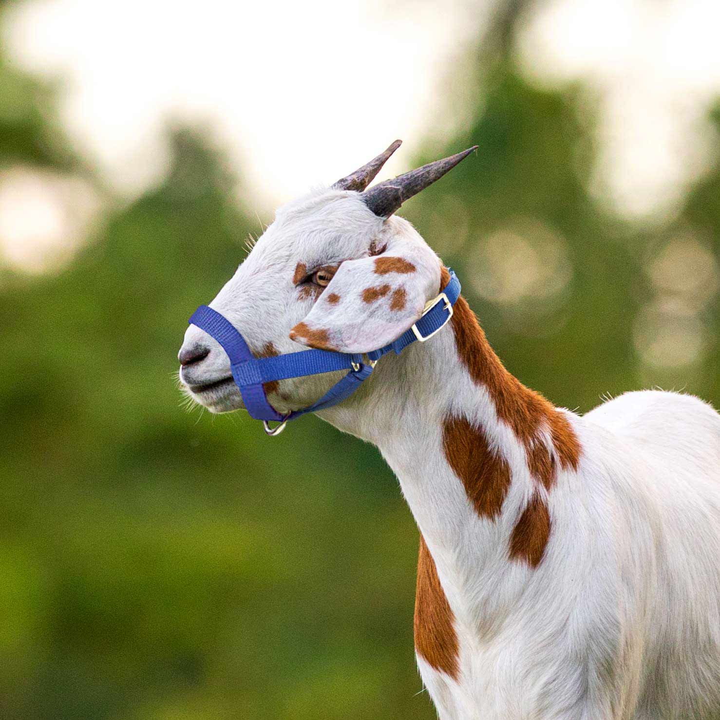 Jeffers Goat Halter - Image 1