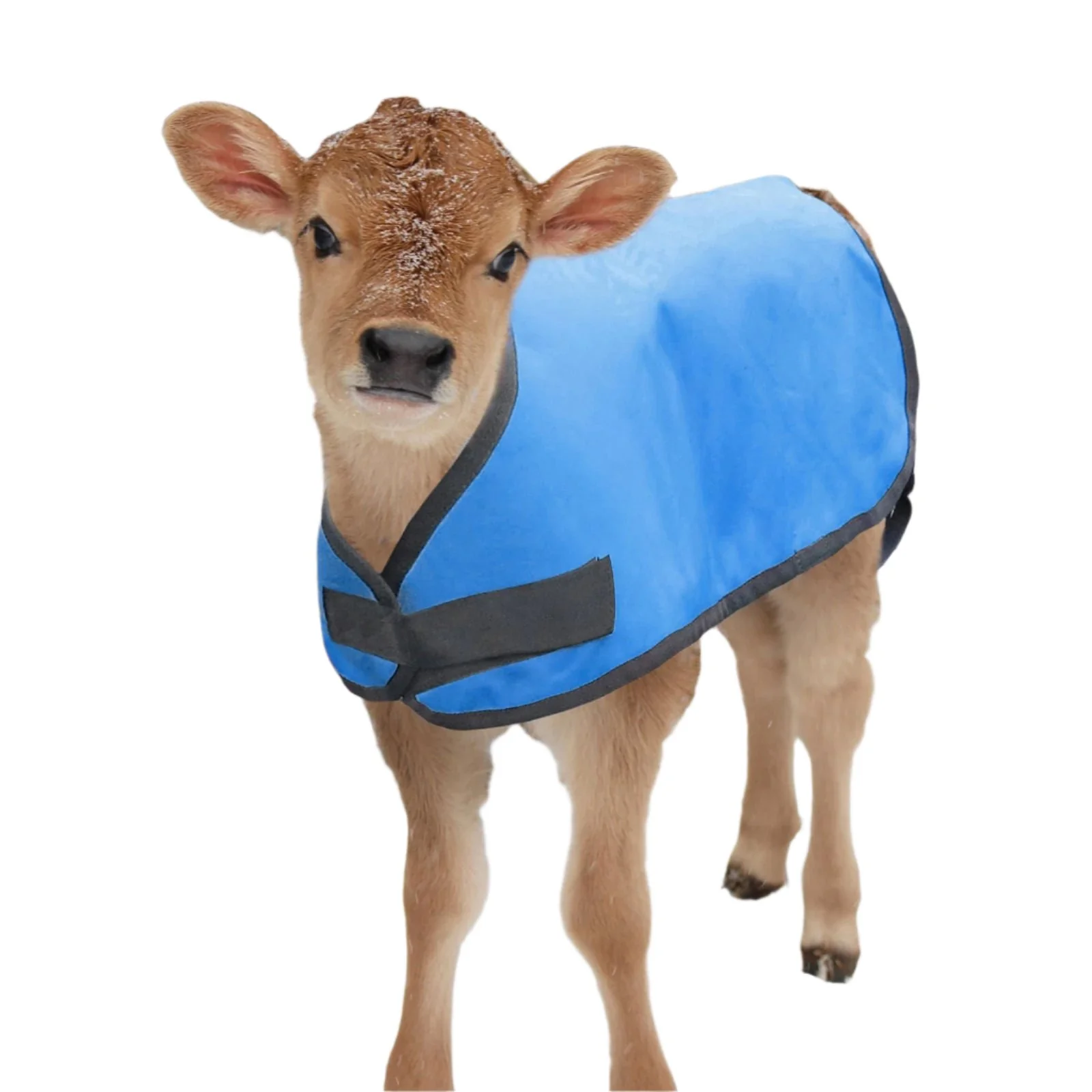 Jeffers Water-Resistant Insulated Calf Blanket, 200g Fill - Image 2