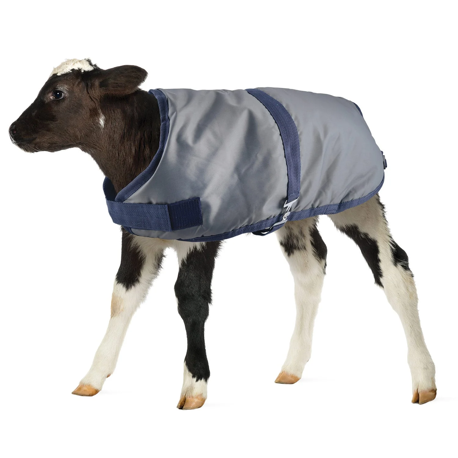 Jeffers Kozee Kalf Insulated Calf Blanket, 600 Denier - Image 1