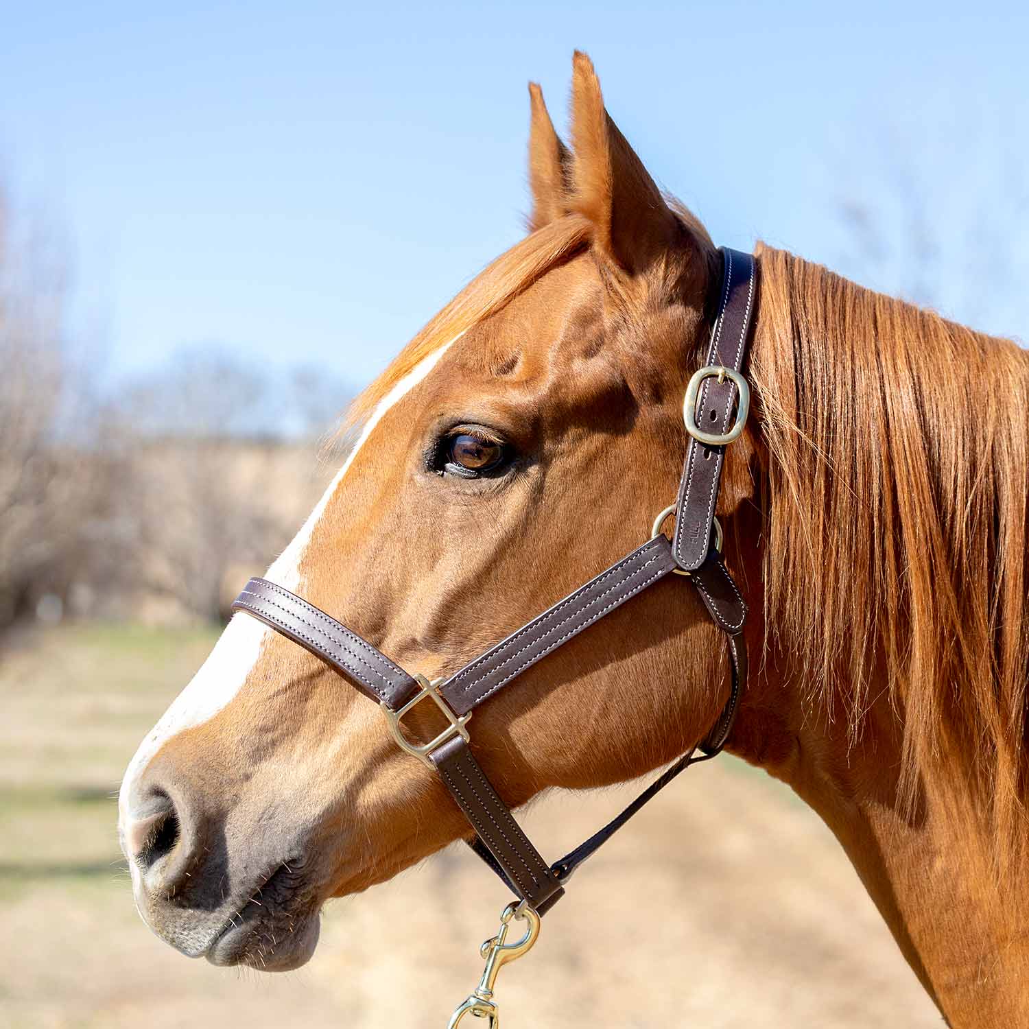 Jeffers Lexington Triple Stitched Leather Halter – Premium Pre-Oiled Adjustable Horse Halter, Breakaway Option, Durable & Comfortable Equestrian Tack - Image 1