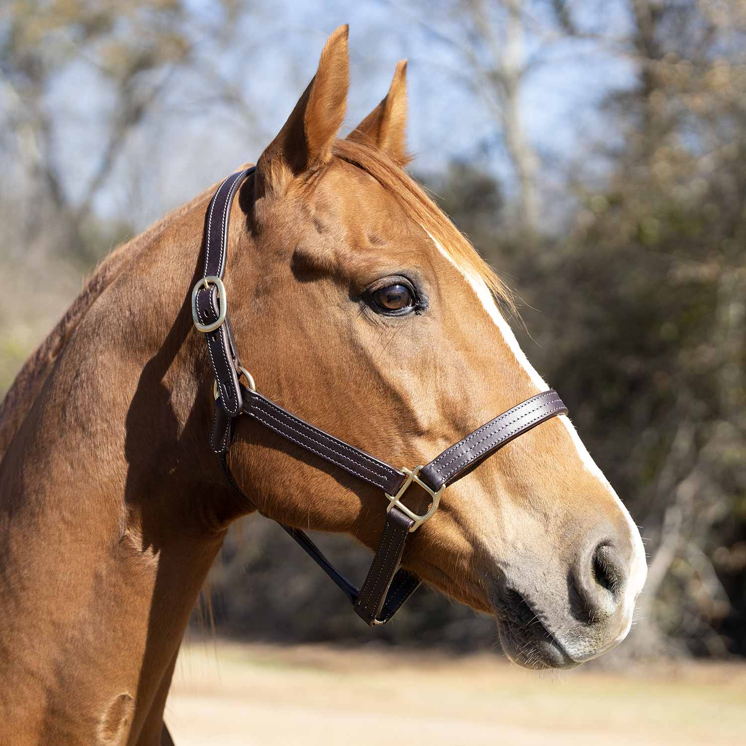 Jeffers Lexington Triple Stitched Leather Halter – Premium Pre-Oiled Adjustable Horse Halter, Breakaway Option, Durable & Comfortable Equestrian Tack - Image 3