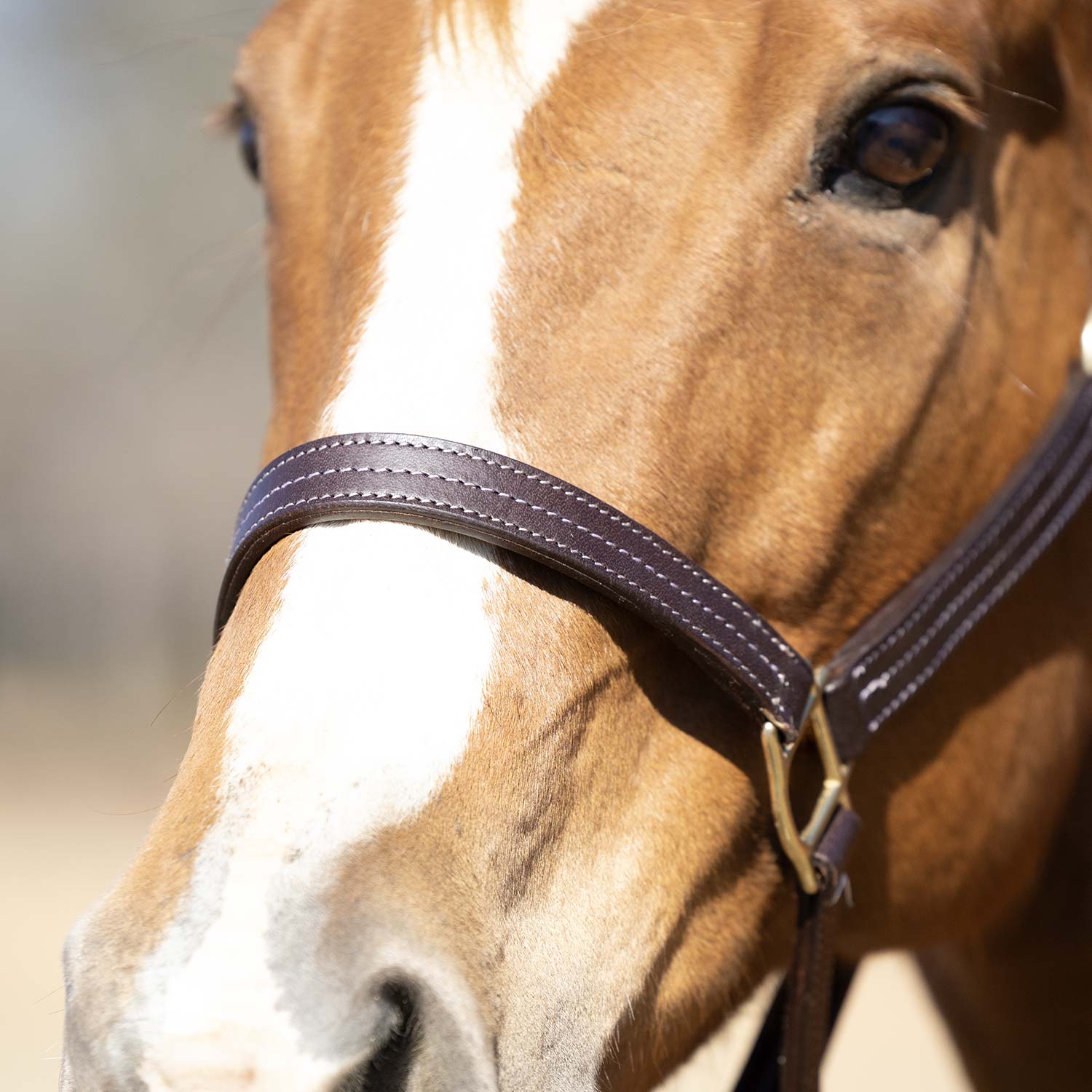 Jeffers Lexington Triple Stitched Leather Halter – Premium Pre-Oiled Adjustable Horse Halter, Breakaway Option, Durable & Comfortable Equestrian Tack - Image 2