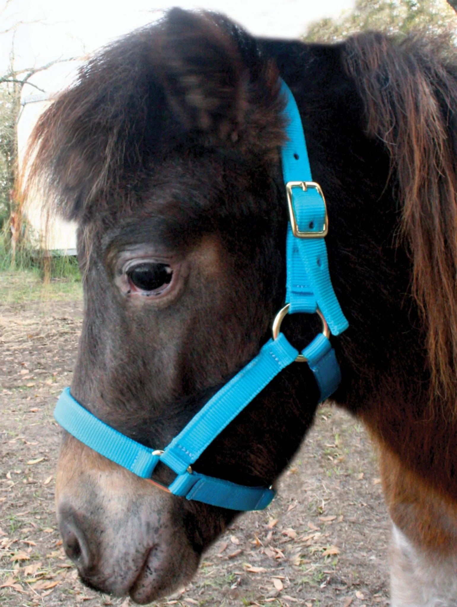 Jeffers Nylon Miniature Horse Halters, 2-Ply, 3/4" - Image 1