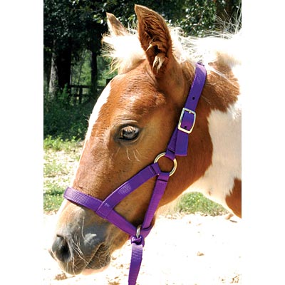 Jeffers Nylon "Grow With Me" Weanling Horse Halter - Image 1