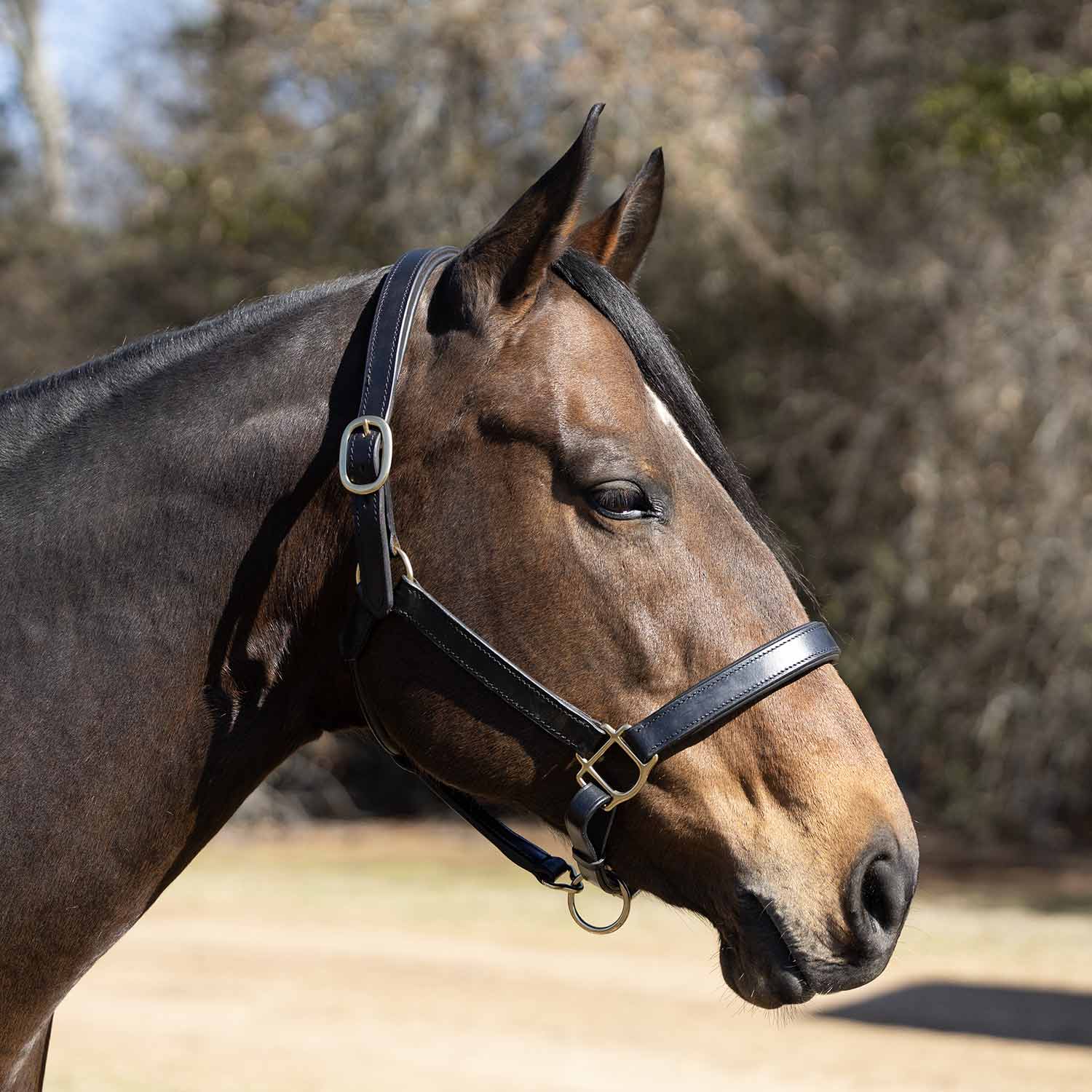 Jeffers Paris Padded Leather Horse Halter with Throat Snap – Adjustable Black Premium Triple Stitching - Image 2