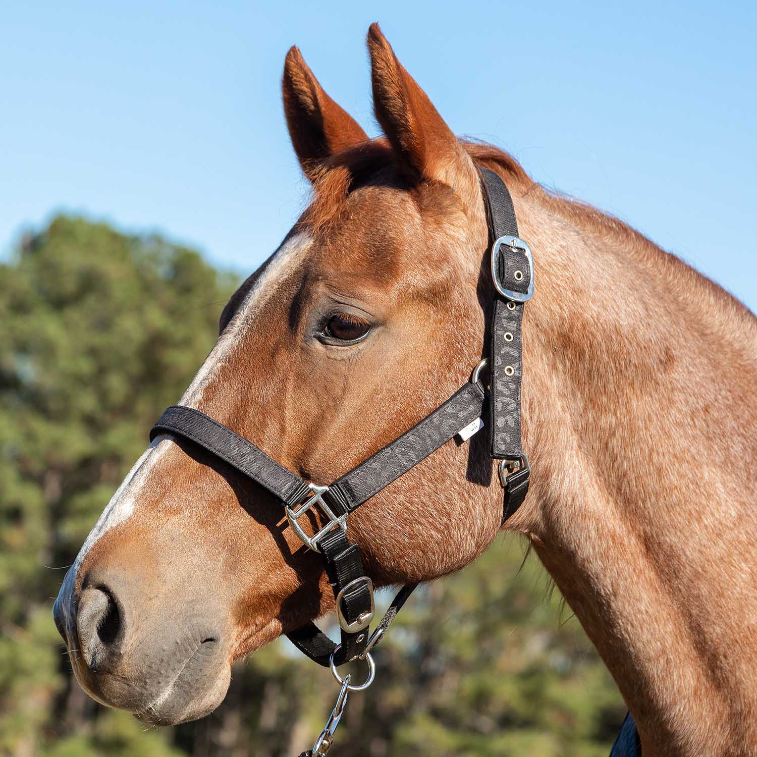 Jeffers Matching Horse Halter & Lead Rope 2 Piece Set, Full Size - Image 2