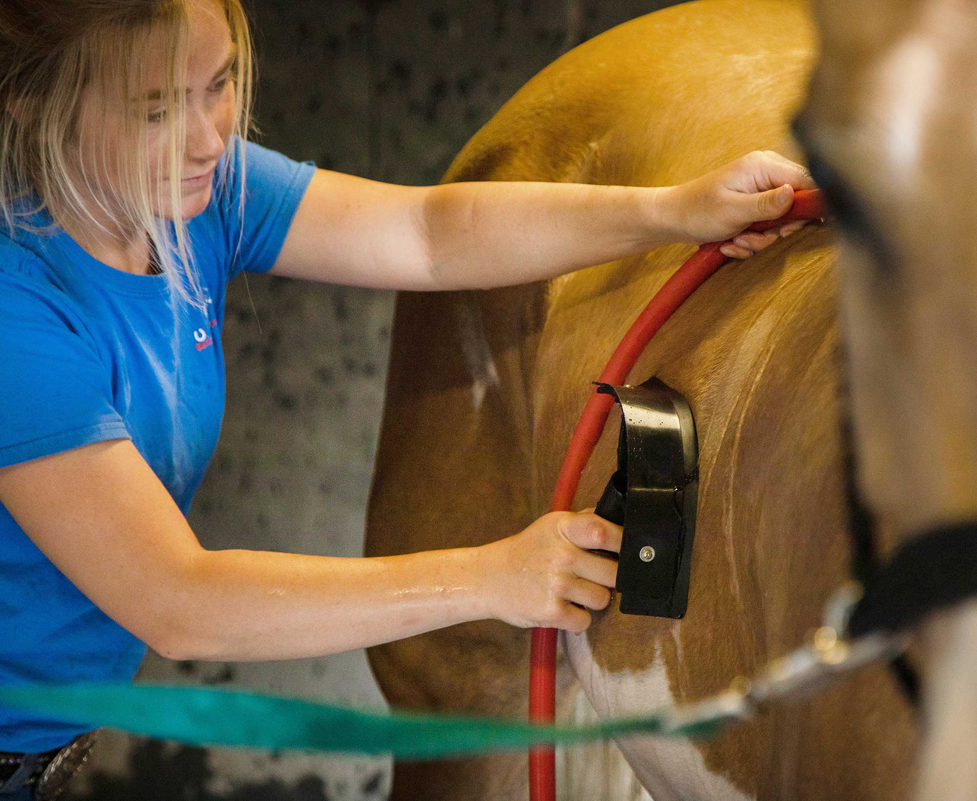 Jeffers Sweat/Water Squeegee for Horse & Livestock Grooming - Image 3